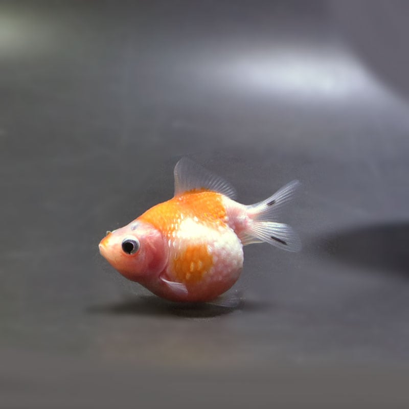 【金魚王子】キャリコピンポンパール 6cm前後 (個体番号:cde470) 金魚 きんぎょ 生体 パールスケール 厳選個体