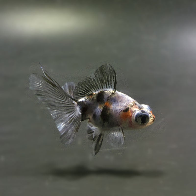 【金魚王子】キャリコ蝶尾 6.5±1cm前後 (個体番号：cde471) 金魚 きんぎょ 生体 蝶尾 厳選個体