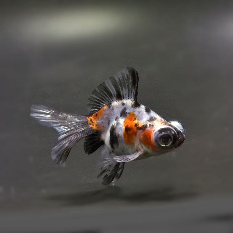 【金魚王子】キャリコ蝶尾 6.5±1cm前後 (個体番号：cde472) 金魚 きんぎょ 生体 蝶尾 厳選個体