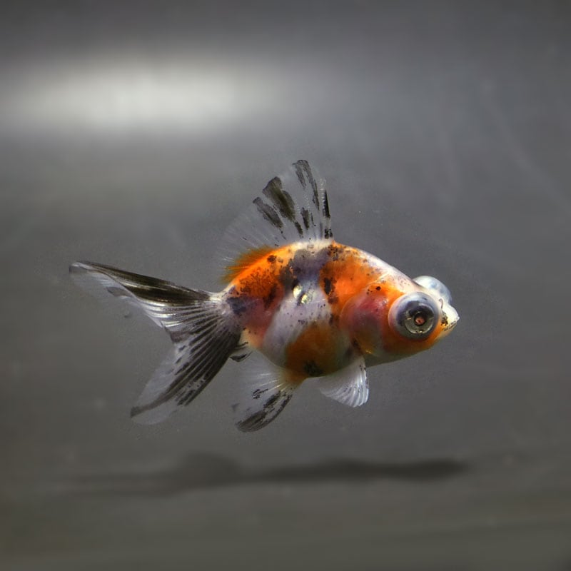 【金魚王子】キャリコ蝶尾 6.5±1cm前後 (個体番号：cde473) 金魚 きんぎょ 生体 蝶尾 厳選個体