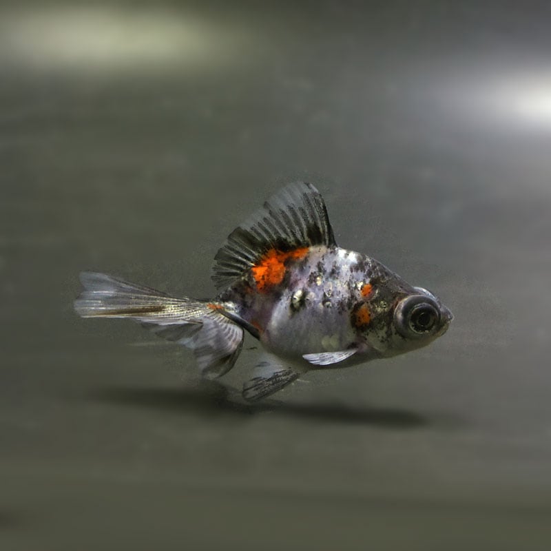 【金魚王子】キャリコ蝶尾 6.5±1cm前後 (個体番号：cde474) 金魚 きんぎょ 生体 蝶尾 厳選個体