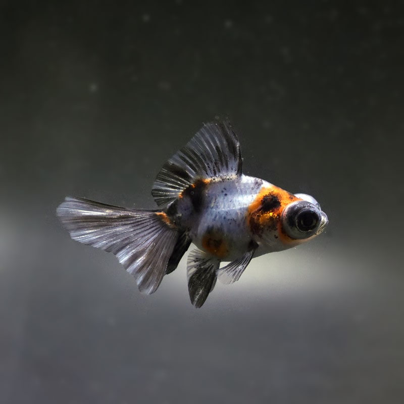 【金魚王子】キャリコ蝶尾 6.5±1cm前後 (個体番号：cde475) 金魚 きんぎょ 生体 蝶尾 厳選個体