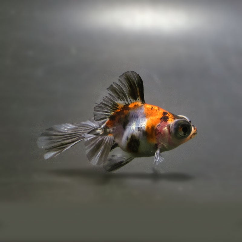 【金魚王子】キャリコ蝶尾 6.5±1cm前後 (個体番号：cde476) 金魚 きんぎょ 生体 蝶尾 厳選個体