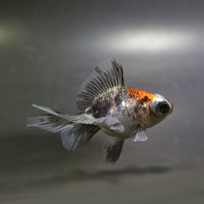 【金魚王子】キャリコ蝶尾 6.5±1cm前後 (個体番号：cde477) 金魚 きんぎょ 生体 蝶尾 厳選個体