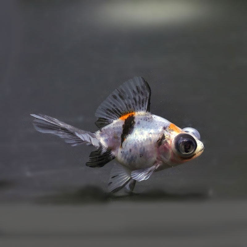 【金魚王子】キャリコ蝶尾 6.5±1cm前後 (個体番号：cde478) 金魚 きんぎょ 生体 蝶尾 厳選個体