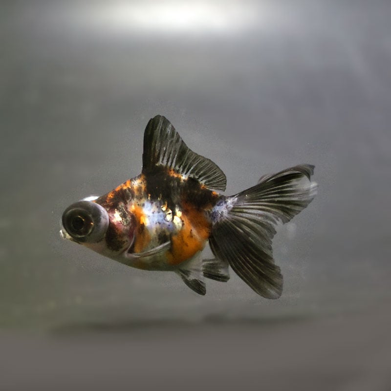 【金魚王子】キャリコ蝶尾 6.5±1cm前後 (個体番号:cde479) 金魚 きんぎょ 生体 蝶尾 厳選個体