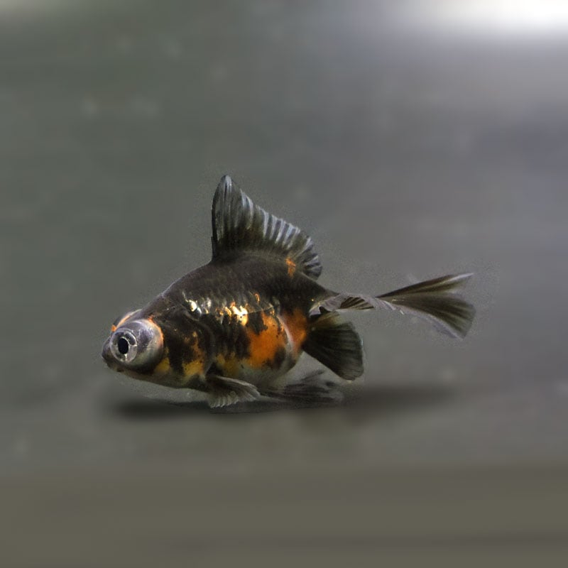 【金魚王子】虎蝶尾 6.5±1cm前後 (個体番号:cde480) 金魚 きんぎょ 生体 蝶尾 厳選個体