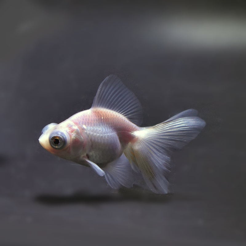 【金魚王子】ホワイト蝶尾 6.5±1cm前後 (個体番号:cde481) 金魚 きんぎょ 生体 蝶尾 厳選個体