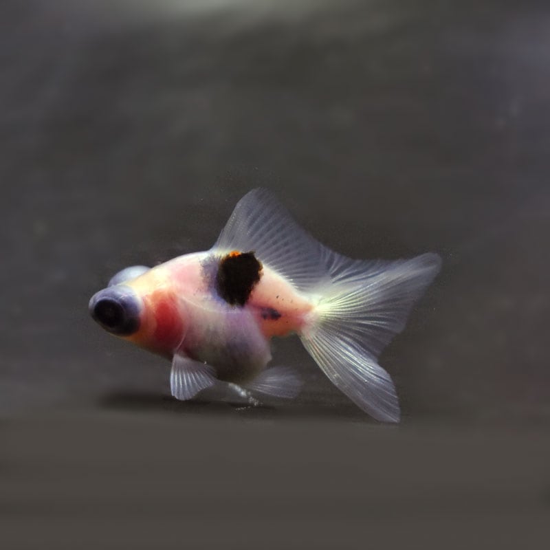 【金魚王子】変わり柄蝶尾 6.5±1cm前後 (個体番号:cde482) 金魚 きんぎょ 生体 蝶尾 厳選個体