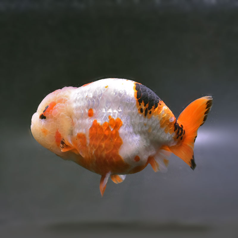 【金魚王子】変わり柄らんちゅう 15cm前後 (個体番号：cde491) 金魚 きんぎょ 生体 らんちゅう 厳選個体