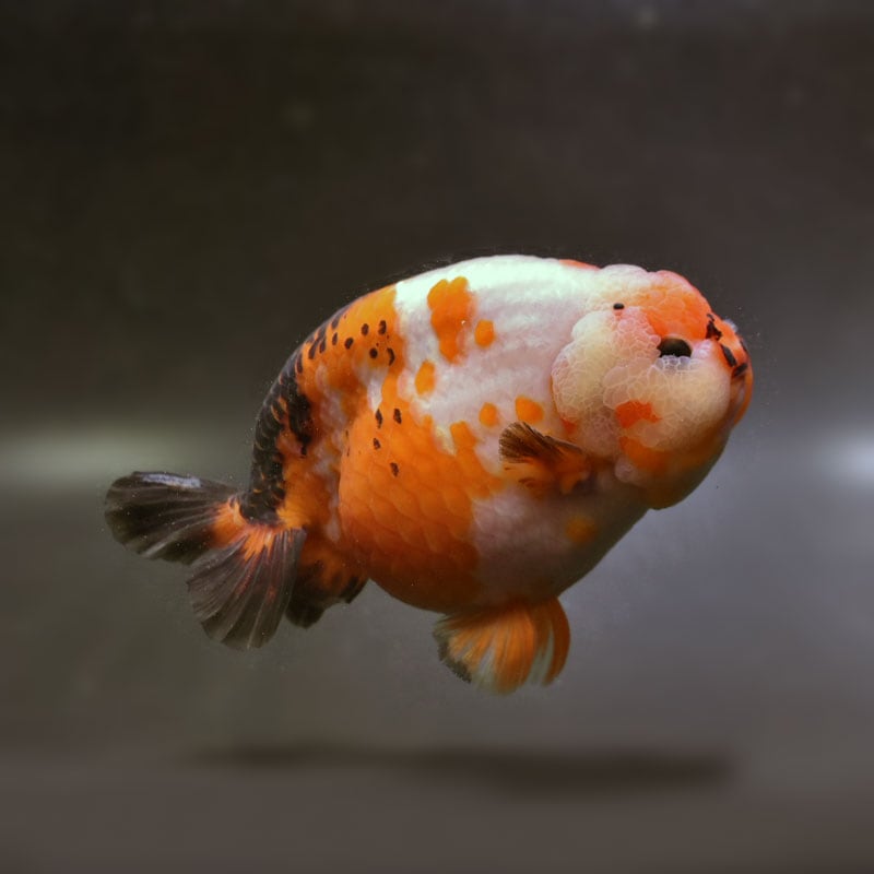 【金魚王子】変わり柄らんちゅう 15cm前後 (個体番号：cde493) 金魚 きんぎょ 生体 らんちゅう 厳選個体