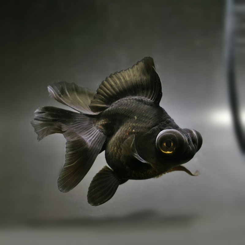 【金魚王子】黒蝶尾 12cm前後 (個体番号:cde501) 金魚 きんぎょ 生体 蝶尾 厳選個体