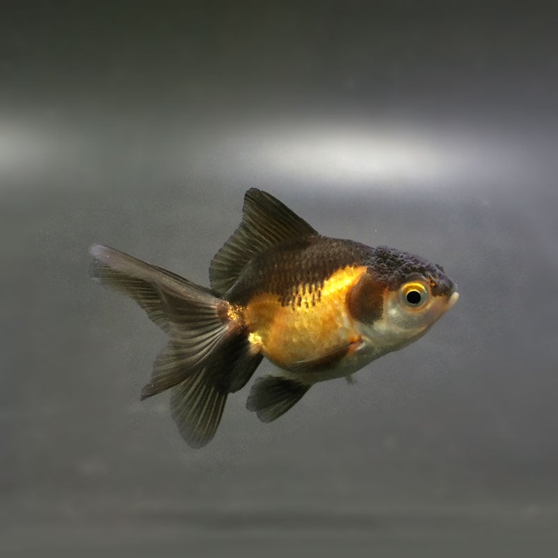 金魚王子】キリンらんちゅう 8±1cm前後 (個体番号：cde948) 金魚 きんぎょ 生体 らんちゅう 厳選個体 | 金魚,らんちゅう系,らんちゅう  | 金魚の通販は「金魚王子 オンラインストア」金魚専門店 販売 [厳選個体] 更紗らんちゅう 良物 ９ｃｍ 個体番号08318 金魚 らんちゅう 生体