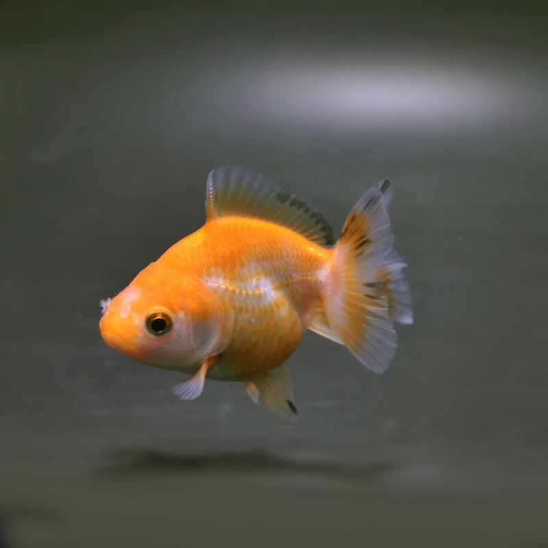 金魚王子】ドラゴンスケール東錦 12.5cm前後 (個体番号：cde211) 金魚