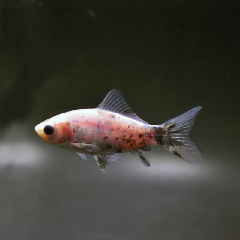 【金魚王子】シルク朱文金 9±1cm前後 (個体番号:cde541) 金魚 きんぎょ 生体 朱文金 厳選個体