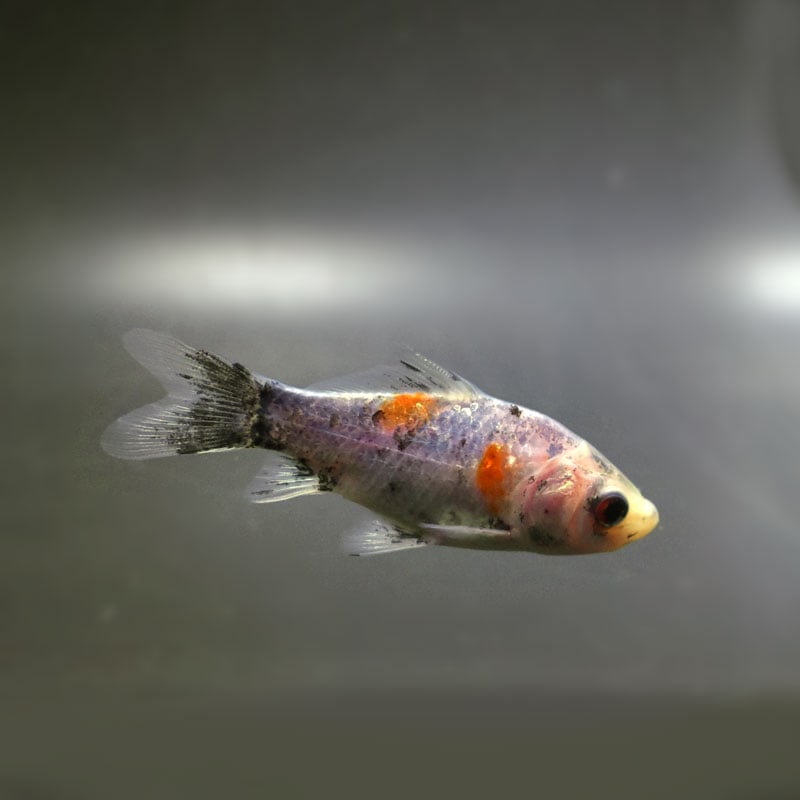 【金魚王子】シルク朱文金 9±1cm前後 (個体番号:cde542) 金魚 きんぎょ 生体 朱文金 厳選個体