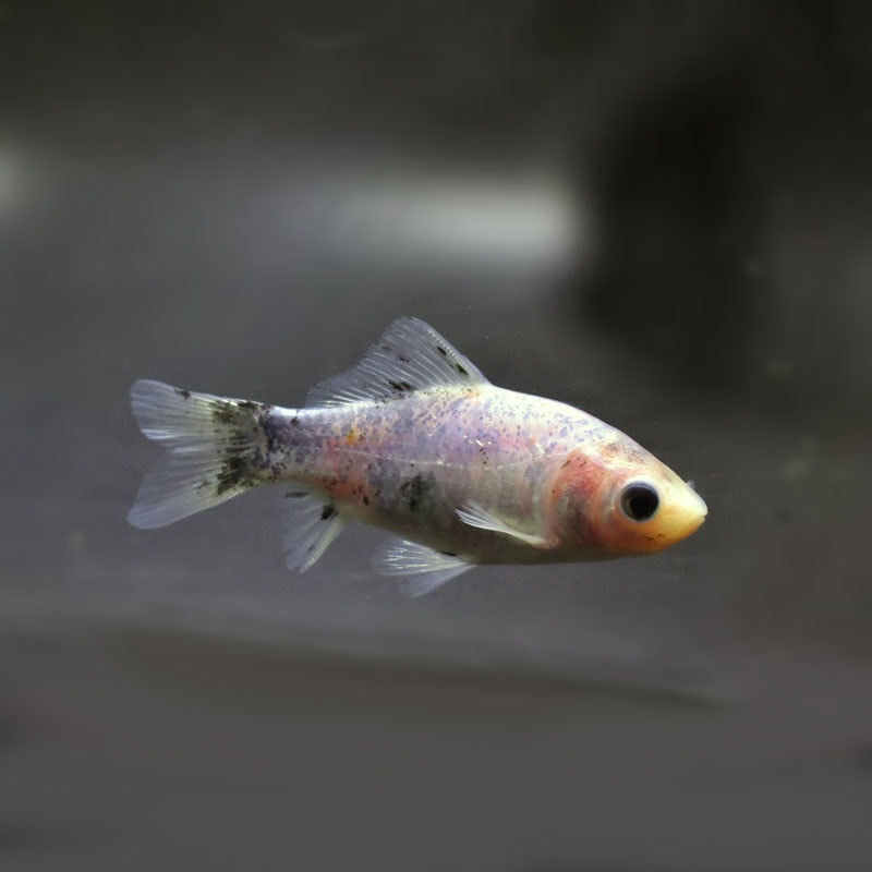 【金魚王子】シルク朱文金 9±1cm前後 (個体番号:cde543) 金魚 きんぎょ 生体 朱文金 厳選個体