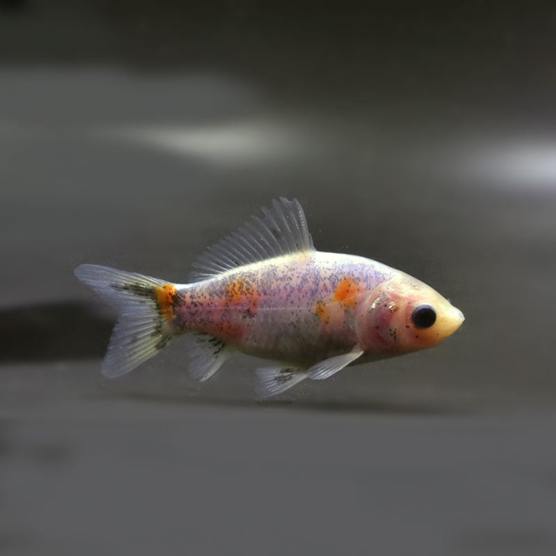 【金魚王子】シルク朱文金 9±1cm前後 (個体番号:cde544) 金魚 きんぎょ 生体 朱文金 厳選個体