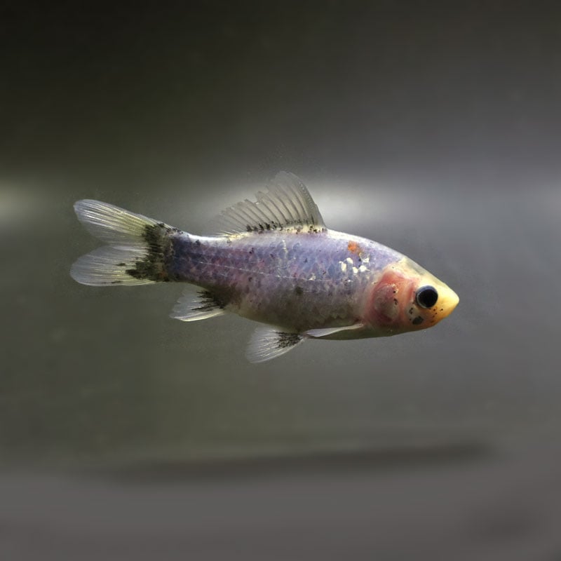 【金魚王子】シルク朱文金 9±1cm前後 (個体番号:cde545) 金魚 きんぎょ 生体 朱文金 厳選個体