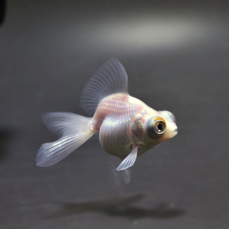 【金魚王子】ホワイト蝶尾 7±1cm前後 (個体番号:cde551) 金魚 きんぎょ 生体 蝶尾 厳選個体