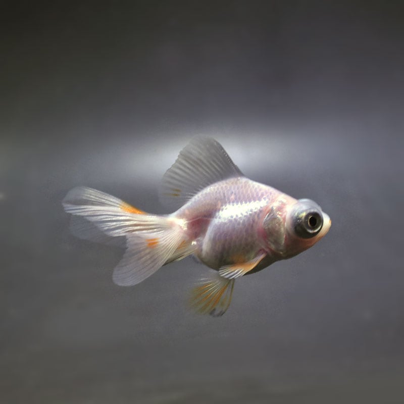 【金魚王子】更紗蝶尾 7±1cm前後 (個体番号:cde552) 金魚 きんぎょ 生体 蝶尾 厳選個体