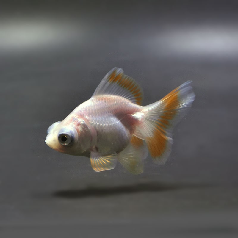金魚,蝶尾（ちょうび）・出目金系 | 金魚の通販は「金魚王子