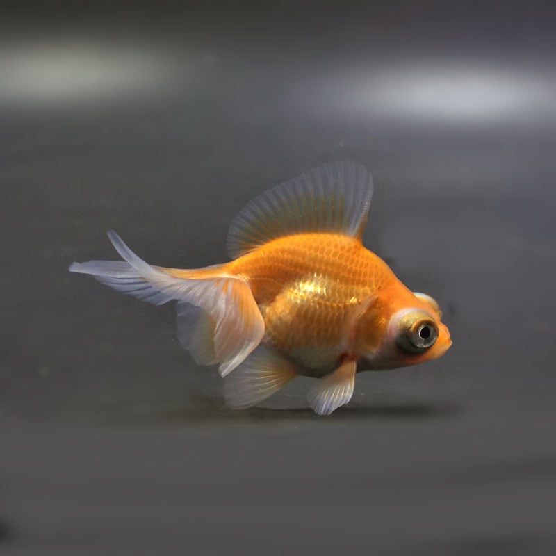 【金魚王子】レッド蝶尾 7±1cm前後 (個体番号:cde554) 金魚 きんぎょ 生体 蝶尾 厳選個体