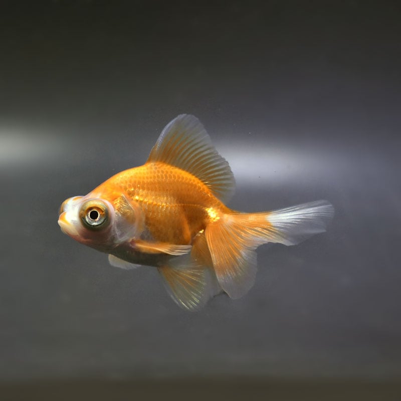 金魚の金属彫刻 2点セット Amazon | Craft Tamago 【1個】金魚 チャーム 立体 29*29mm 金魚