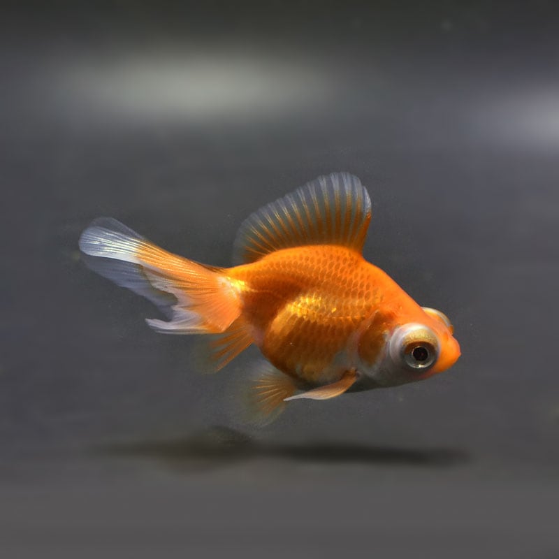 【金魚王子】レッド蝶尾 7±1cm前後 (個体番号:cde556) 金魚 きんぎょ 生体 蝶尾 厳選個体