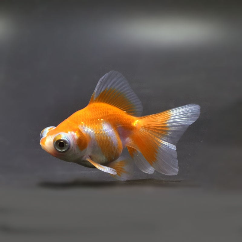 【金魚王子】更紗蝶尾 7±1cm前後 (個体番号:cde557) 金魚 きんぎょ 生体 蝶尾 厳選個体