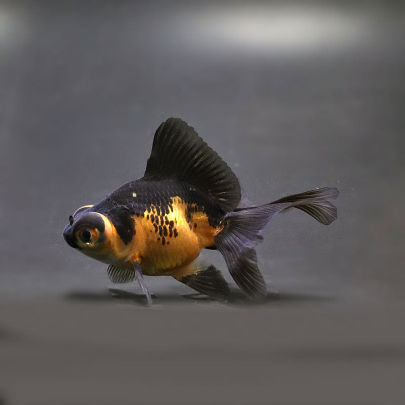 【金魚王子】虎蝶尾 7±1cm前後 (個体番号:cde559) 金魚 きんぎょ 生体 蝶尾 厳選個体