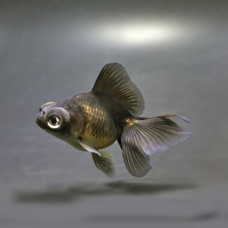 金魚の金属彫刻 2点セット 2024.2.11 銀鱗墨和金 h-3 13.5cm オス 明け二歳 和金魚ハル