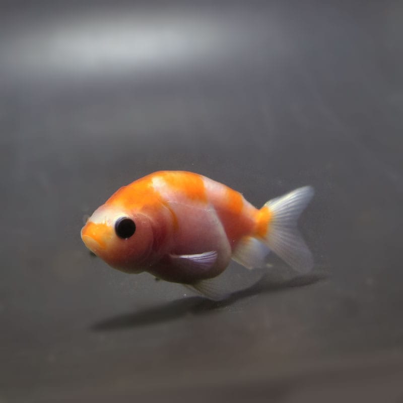 金魚王子】桜錦 6±1cm前後 (個体番号：cde563) 金魚 きんぎょ