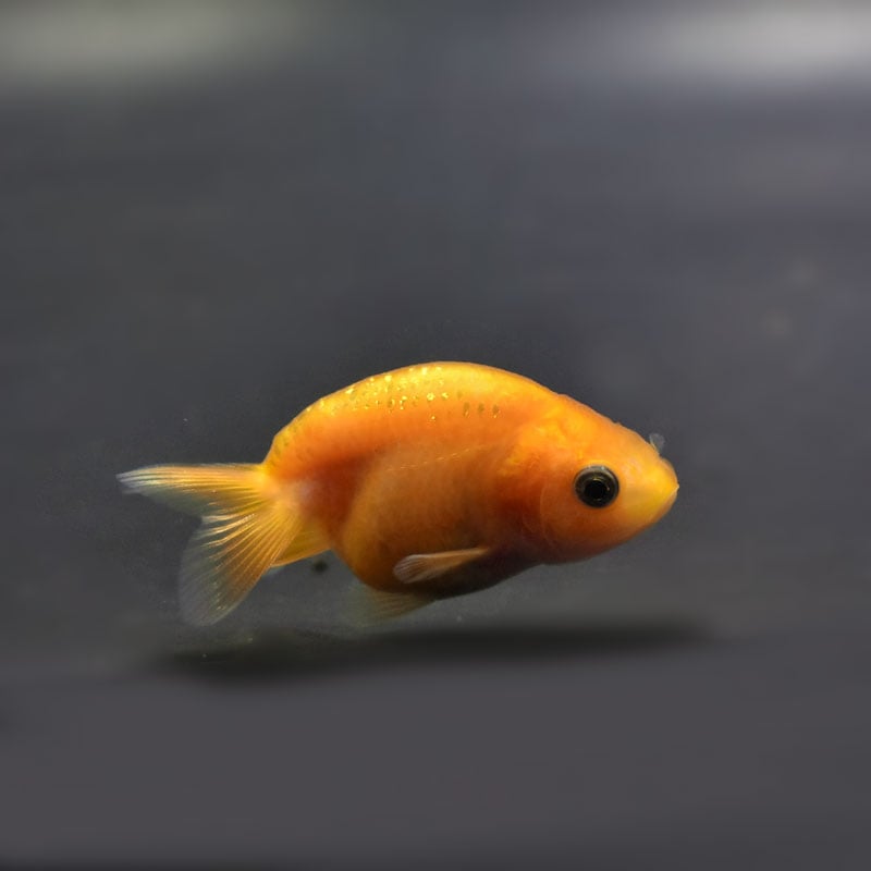 【金魚】 金魚王子】レッドらんちゅう 6±1cm前後 (個体番号：cde564) 金魚