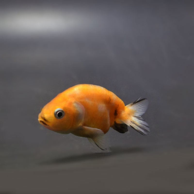 【金魚王子】変わり柄らんちゅう 6±1cm前後 (個体番号：cde565) 金魚 きんぎょ 生体 らんちゅう 厳選個体