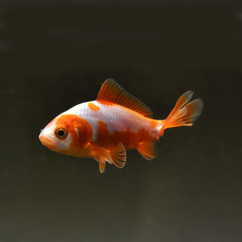 【金魚王子】更紗三ツ尾和金 7.5~8cm前後 (個体番号:cde571) 金魚 きんぎょ 生体 和金 厳選個体