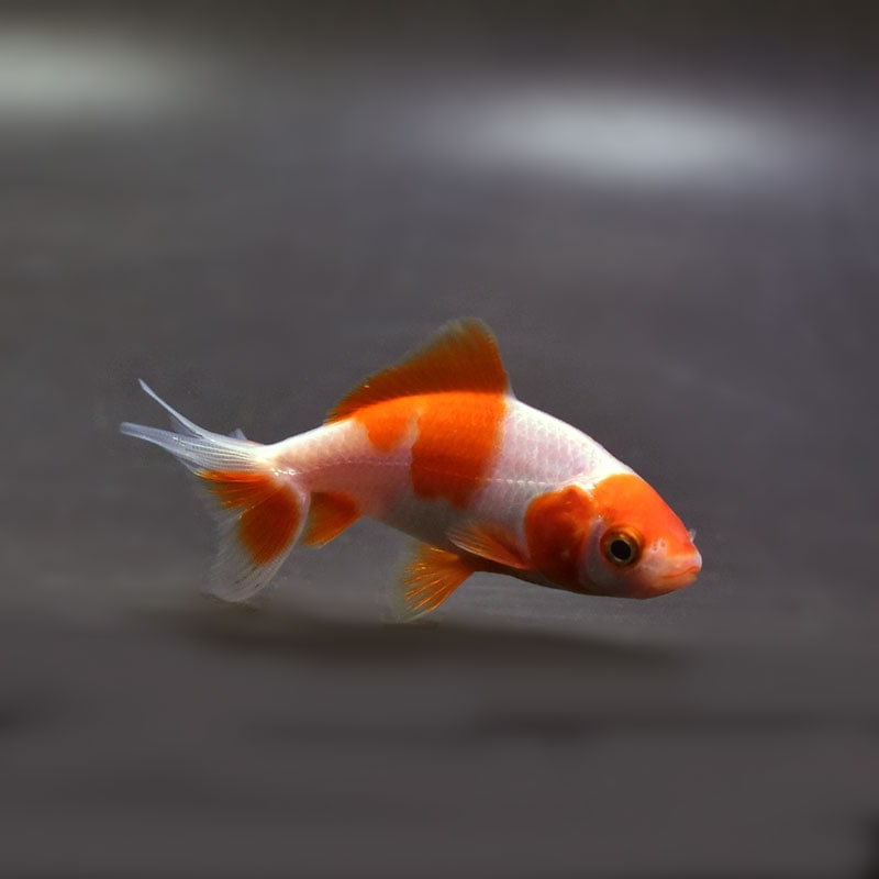 【金魚王子】更紗三ツ尾和金 7.5~8cm前後 (個体番号:cde572) 金魚 きんぎょ 生体 和金 厳選個体