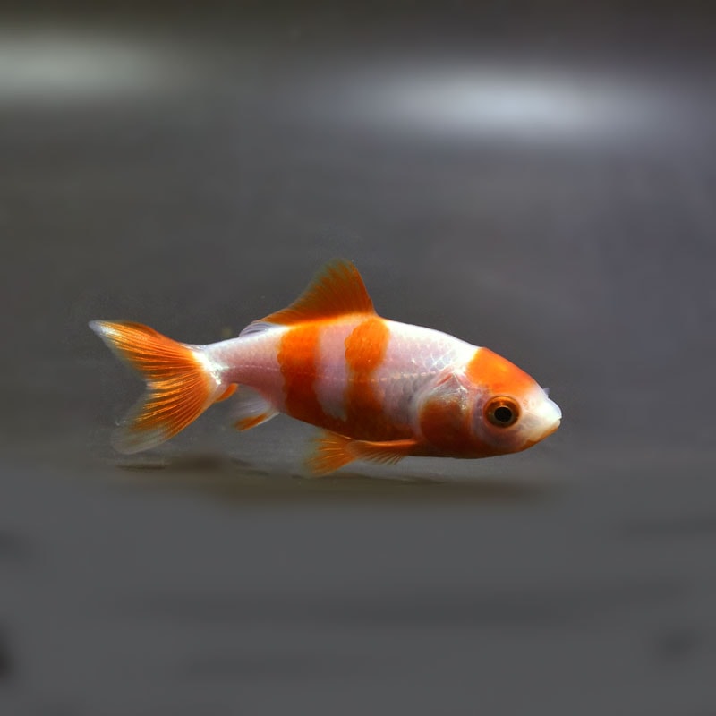 【金魚王子】更紗三ツ尾和金 7.5~8cm前後 (個体番号:cde573) 金魚 きんぎょ 生体 和金 厳選個体