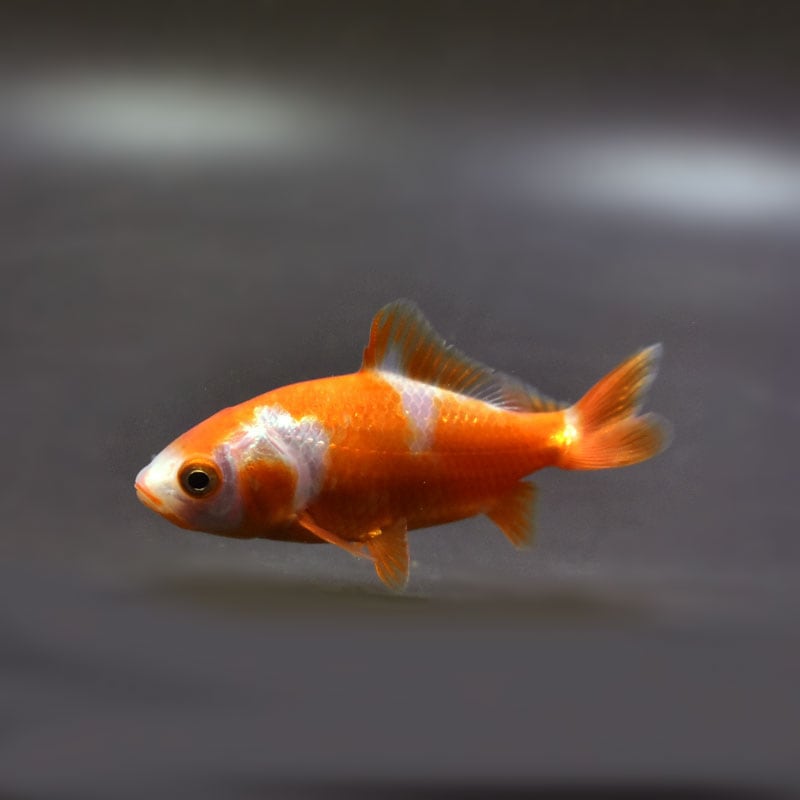 金魚　様 金魚王子】更紗三ツ尾和金 7.5～8cm前後 (個体番号：cde574