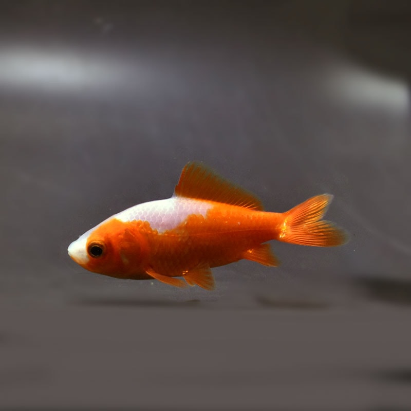 【金魚王子】更紗三ツ尾和金 7.5~8cm前後 (個体番号:cde575) 金魚 きんぎょ 生体 和金 厳選個体