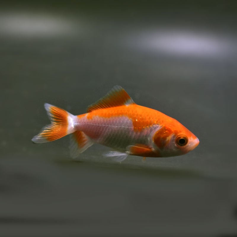 金魚 様 金魚王子】更紗三ツ尾和金 7.5~8cm前後 (個体番号:cde576