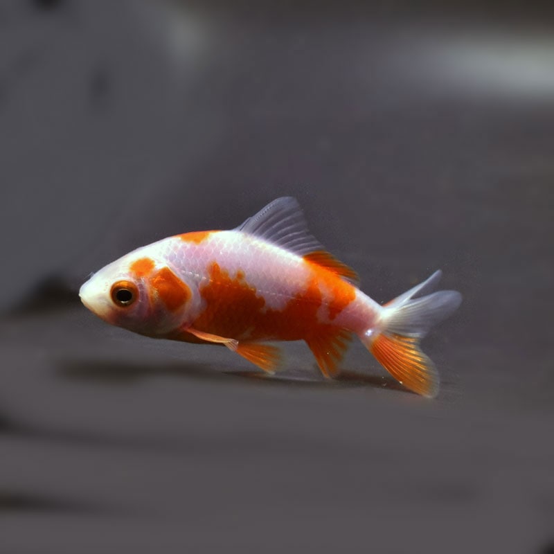 【金魚王子】更紗三ツ尾和金 7.5~8cm前後 (個体番号:cde577) 金魚 きんぎょ 生体 和金 厳選個体