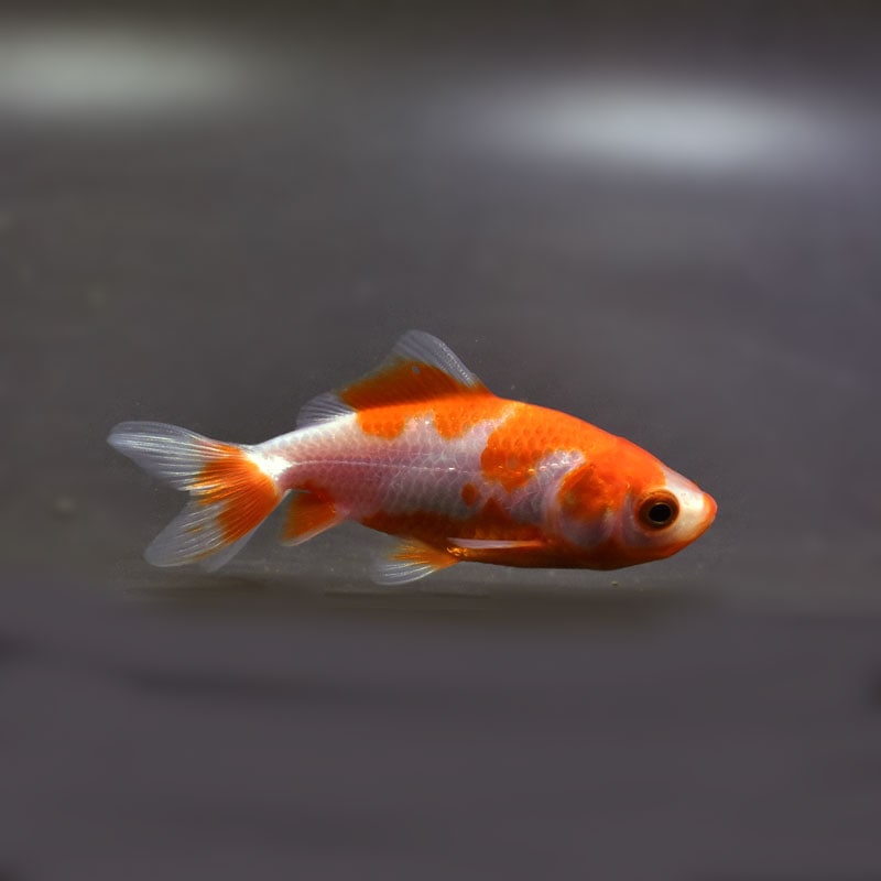 【金魚王子】更紗三ツ尾和金 7.5~8cm前後 (個体番号:cde578) 金魚 きんぎょ 生体 和金 厳選個体