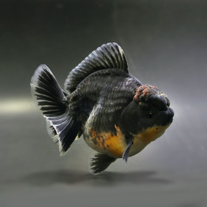 金魚,オランダ系 | 金魚の通販は「金魚王子 オンラインストア