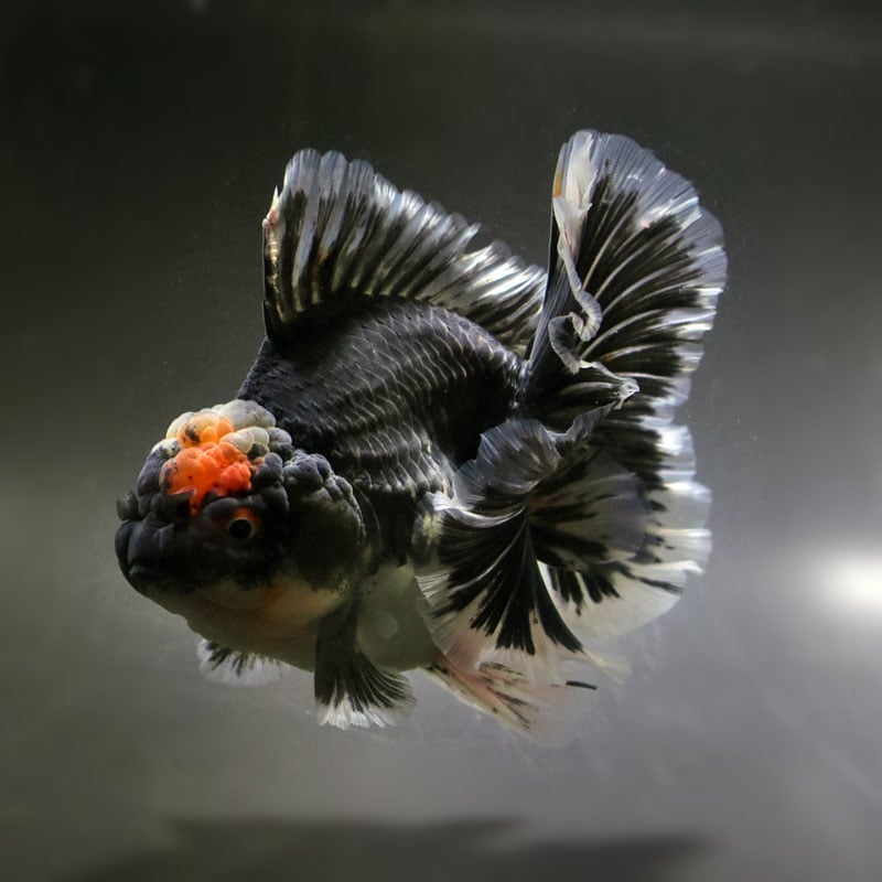 【金魚王子】変わり柄ローズテールオランダ 14cm前後 (個体番号:cde602) 金魚 きんぎょ 生体 オランダ獅子頭 厳選個体