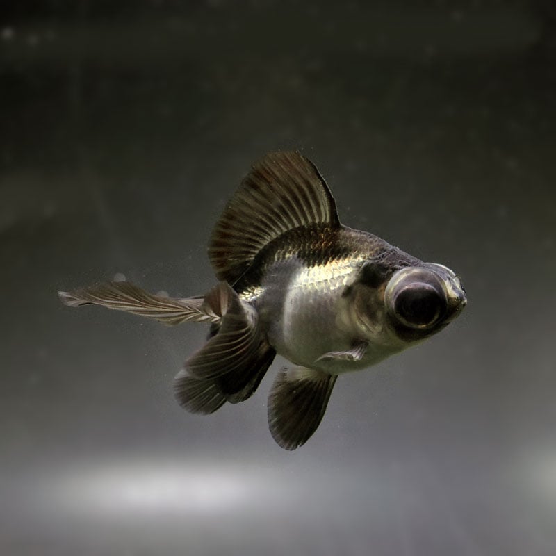 【金魚王子】パンダ(白黒)蝶尾 8±1cm前後 (個体番号:cde611) 金魚 きんぎょ 生体 蝶尾 厳選個体