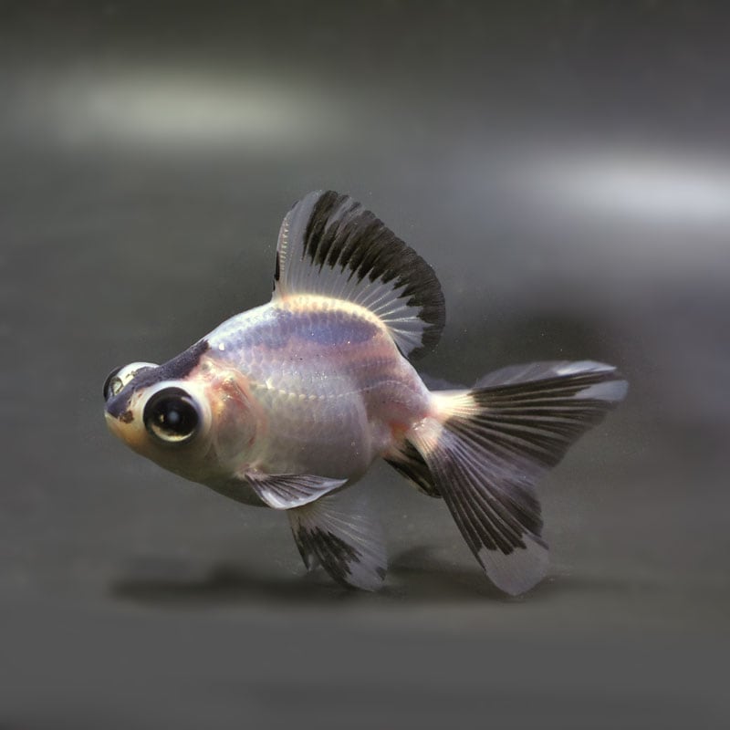 【金魚王子】パンダ(白黒)蝶尾 8±1cm前後 (個体番号:cde612) 金魚 きんぎょ 生体 蝶尾 厳選個体