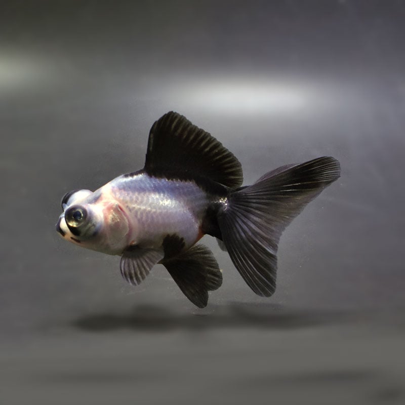 【金魚王子】パンダ(白黒)蝶尾 8±1cm前後 (個体番号:cde613) 金魚 きんぎょ 生体 蝶尾 厳選個体