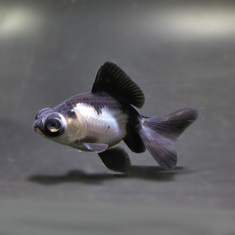 【金魚王子】パンダ(白黒)蝶尾 8±1cm前後 (個体番号:cde614) 金魚 きんぎょ 生体 蝶尾 厳選個体