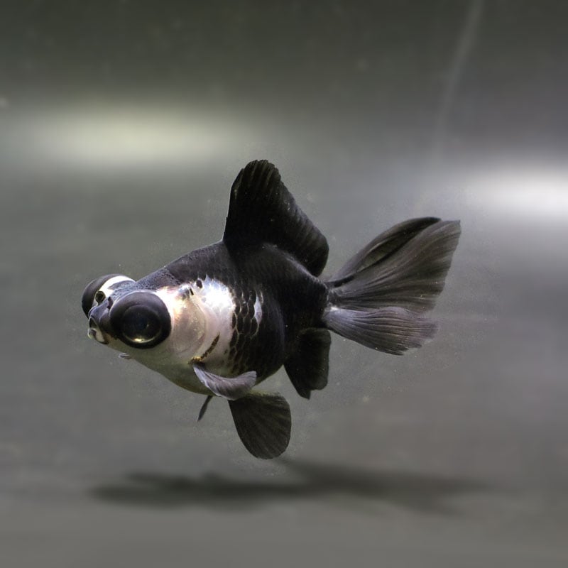 【金魚王子】パンダ(白黒)蝶尾 8±1cm前後 (個体番号:cde615) 金魚 きんぎょ 生体 蝶尾 厳選個体
